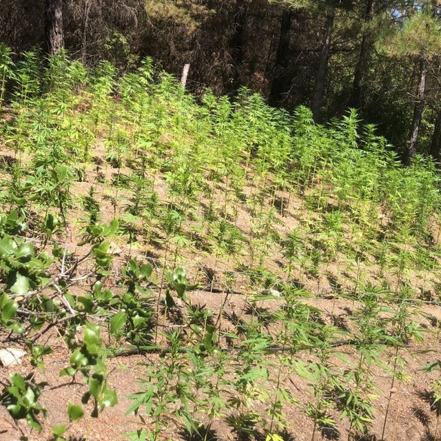 Aydın'da Hint keneviri yetiştiren şüpheli tutuklandı