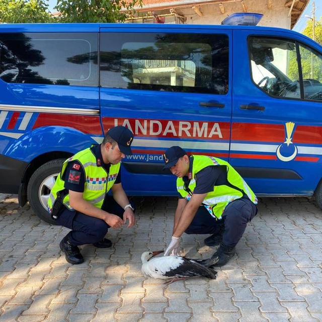 Uşak'ta yaralı bulunan leylek tedavi altına alındı