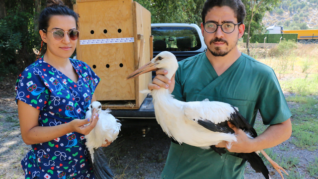 Antalya'da 3 leylek yavrusu bakımı yapılarak doğal ortama bırakıldı