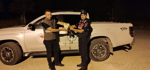 Karaman'da yaralı bulunan leylek koruma altına alındı