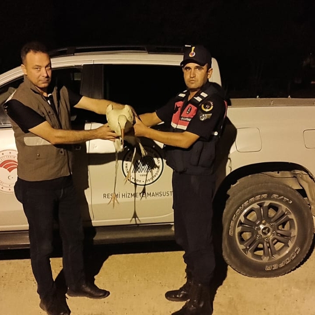 Karaman'da yaralı bulunan leylek koruma altına alındı