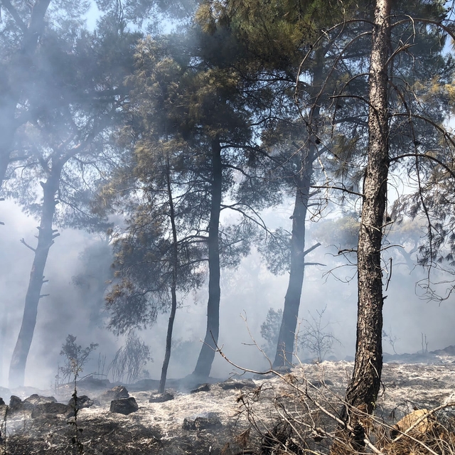 İzmir'de ormanlık alanda çıkan yangın kontrol altına alındı