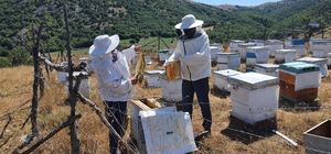 Mecitözü'nde ayçiçeği balı hasadı başladı