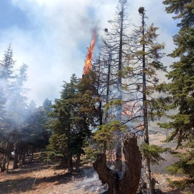 Adana'da çıkan orman yangını kontrol altına alındı
