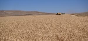 Kayseri'de TAKE Projesi kapsamında yazlık buğday hasadı yapıldı