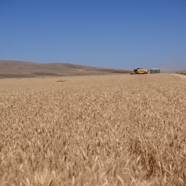 Kayseri'de TAKE Projesi kapsamında yazlık buğday hasadı yapıldı