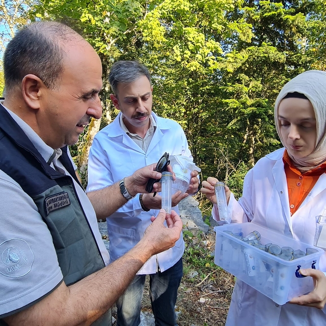 Bartın'da şimşir güvesiyle mücadele kapsamında faydalı böcek salımı yapıldı