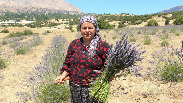 Kaş'ta atıl arazilerin değerlendirilmesi için ekilen lavantanın hasadına başlandı