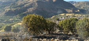 Malatya'da çıkan orman yangını söndürüldü