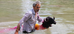 Denizli'de 850'nci "Sudan Koyun Geçirme Yarışması" yapıldı