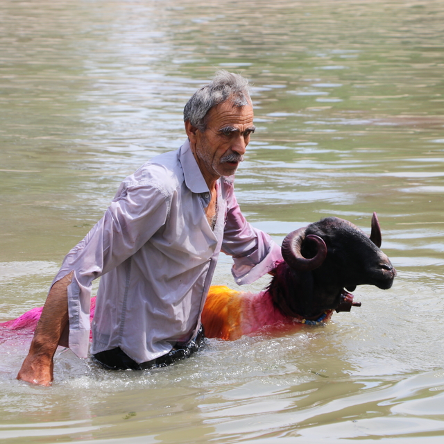 Denizli'de 850'nci "Sudan Koyun Geçirme Yarışması" yapıldı