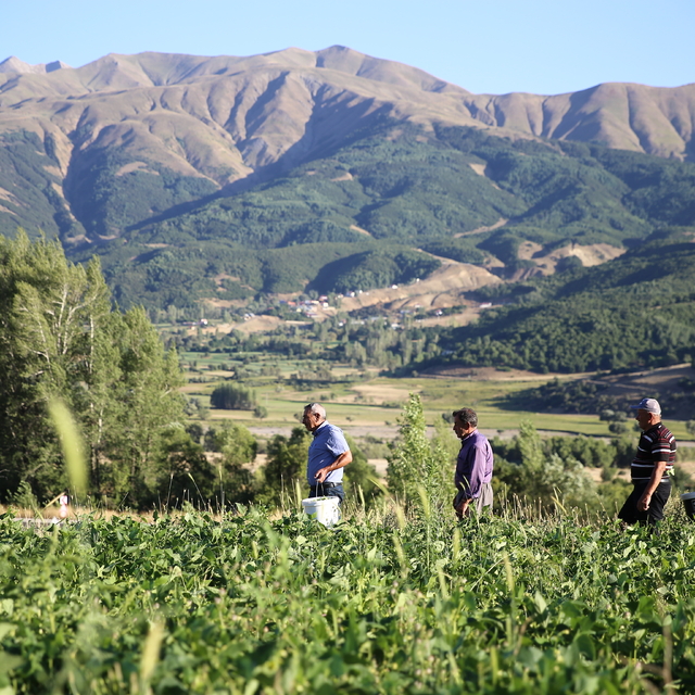 Bingöllü Çerkezler terör nedeniyle terk ettikleri köylerine dönüyor