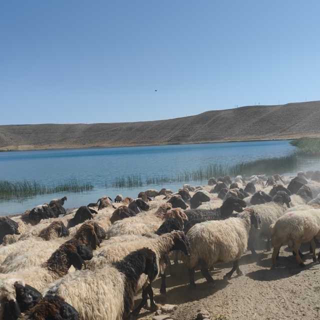 Adilcevaz'da çobanlar küçükbaş hayvanların su ihtiyacını Aygır Gölü'nden ka...