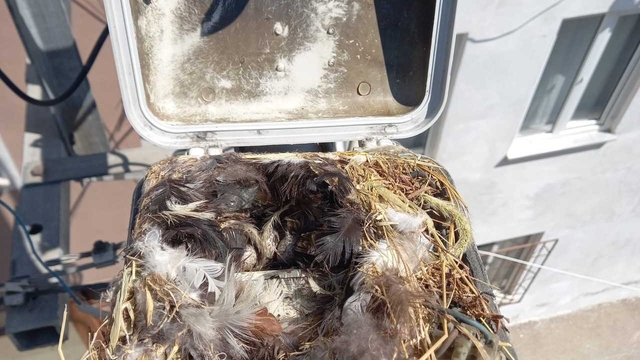 Bursa'da ekipler sokak lambasına yavrulayan kuşların yuvasını muhafaza etti