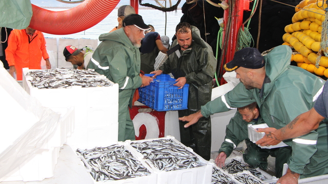 Güney Marmara'da av sezonu sardalya, hamsi ve istavritle başladı