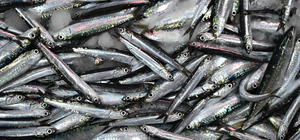 Egeli balıkçılar ilk avdan umutla döndü