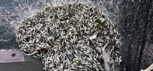 Trabzon'da balıkçılar sezonun ilk avından istavritle döndü