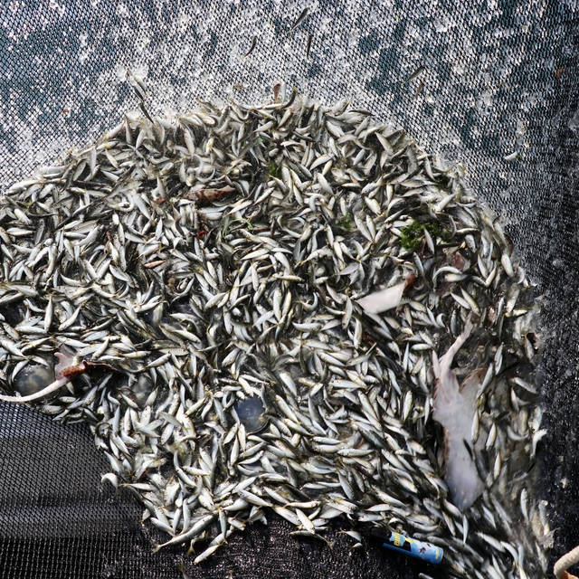 Trabzon'da balıkçılar sezonun ilk avından istavritle döndü