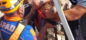 Kırıkkale'de su kuyusuna düşen keçiyi AFAD ve itfaiye kurtardı