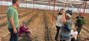 Antalya'nın Demre ilçesinde güz dönemi domatesleri ekildi