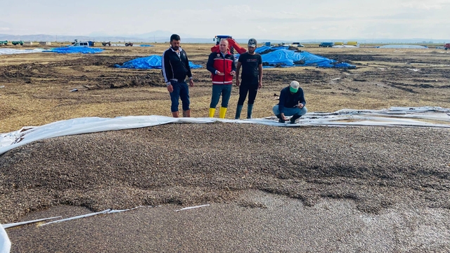  Aksaray'da sağanak ile dolu tarım arazileri ve mahsullere zarar verdi