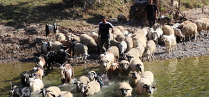 Köy hayatını tercih eden üniversite mezunu gencin hayali çiftlik kurmak