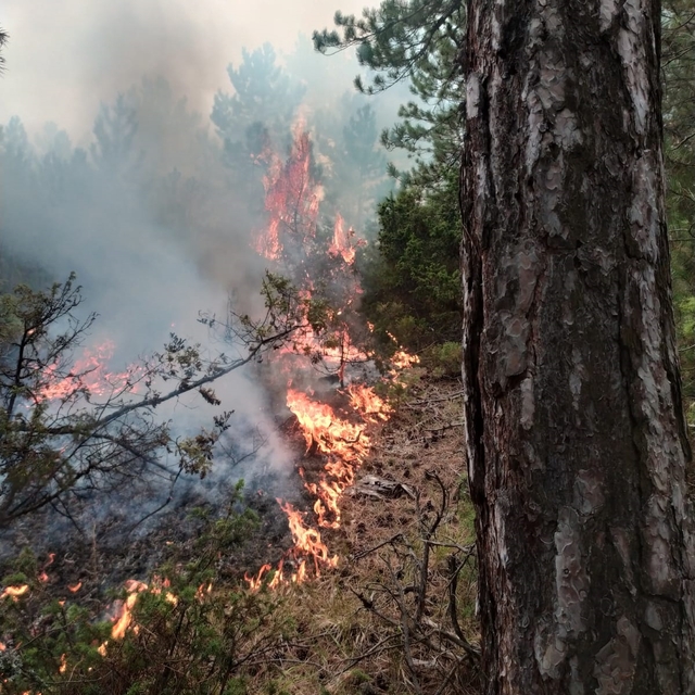 GÜNCELLEME - Kütahya'daki orman yangını kontrol altına alındı
