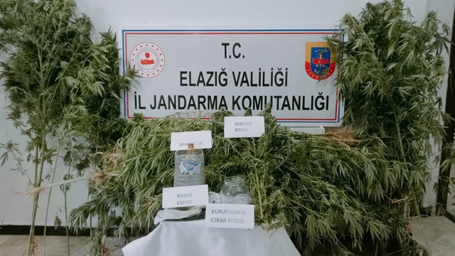 Elazığ'da evlerinin bahçesine Hint keneviri eken 2 şüpheli kardeş yakalandı