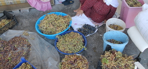 Batman'da üzümlerin kurutulmasına başlandı