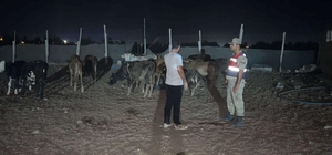 Kilis'te kaybolan büyükbaş hayvanlar jandarma tarafından bulundu