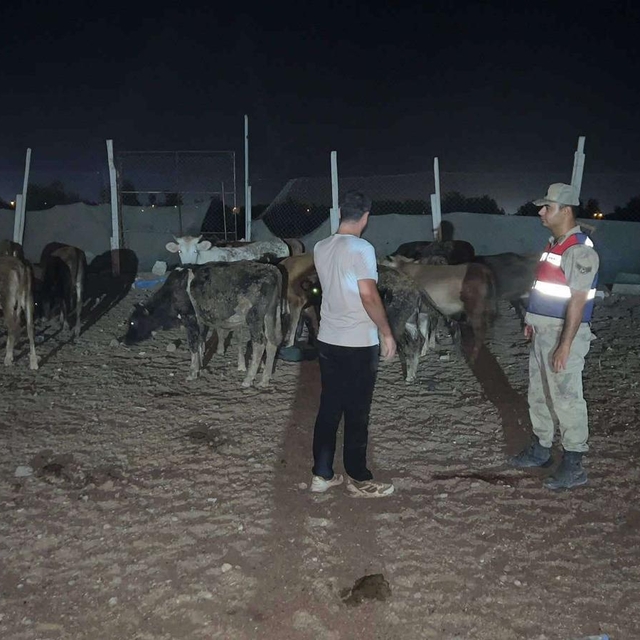 Kilis'te kaybolan büyükbaş hayvanlar jandarma tarafından bulundu