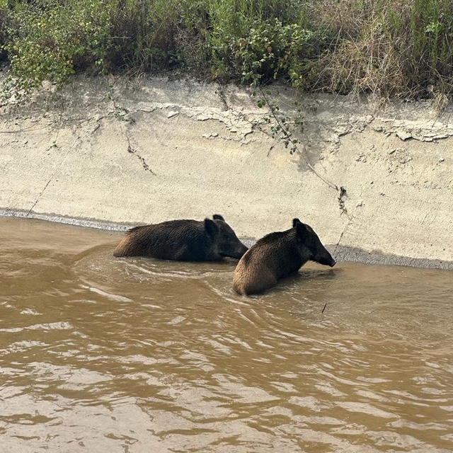 Aydın'da sulama kanalına düşen 2 yaban domuzu kurtarıldı