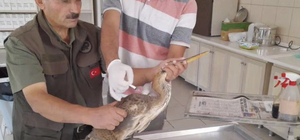 Kırşehir'de yaralı balıkçıl tedavi edildi