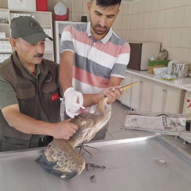 Kırşehir'de yaralı balıkçıl tedavi edildi