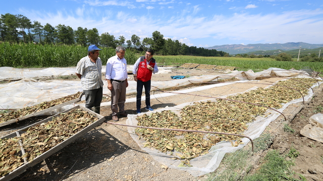  Muğla'da dolu ve fırtınadan etkilenen tarım alanlarında hasar tespiti yapıldı