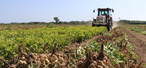 Adana'da yer fıstığı hasadı sürüyor