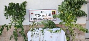 Aydın’da 4 bin 277 kök Hint keneviri ele geçirildi