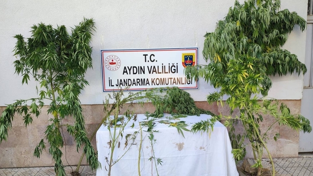 Aydın'da 4 bin 277 kök Hint keneviri ele geçirildi
