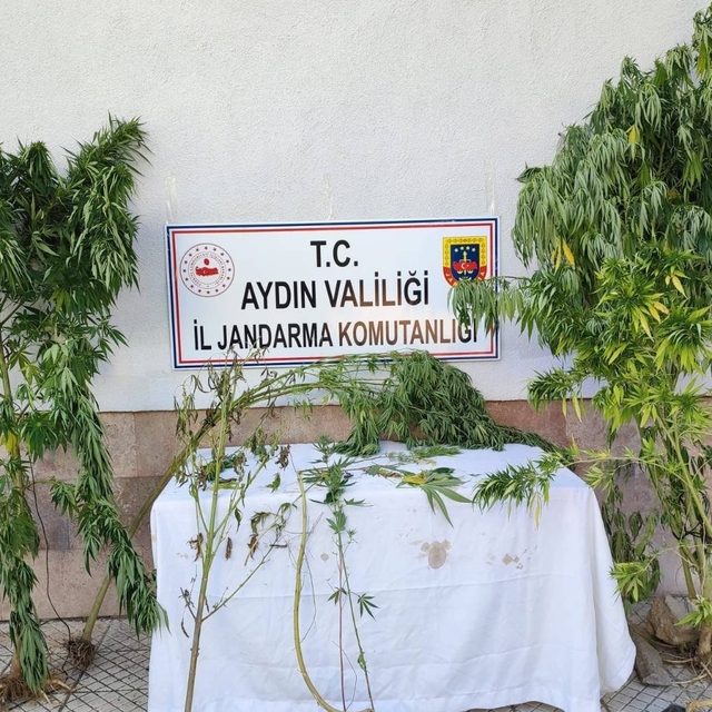 Aydın'da 4 bin 277 kök Hint keneviri ele geçirildi