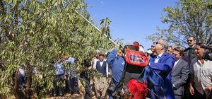 Diyarbakır'da badem hasat edildi