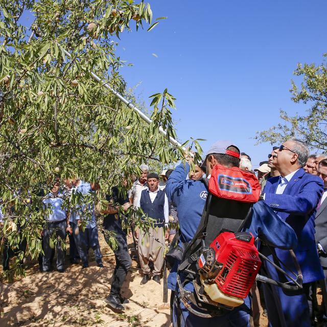 Diyarbakır'da badem hasat edildi