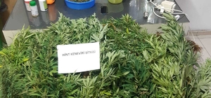 Mersin'de evde uyuşturucu yetiştiren 2 zanlı yakalandı