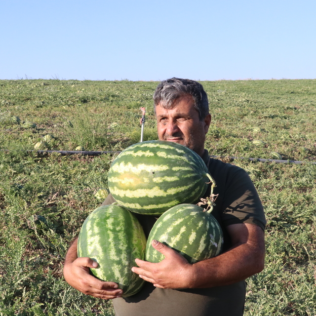 Yozgat'ta kavun ve karpuz hasadına devam ediliyor