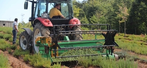Sakarya Botanik Vadisi'nde üretilen biberiyede yüksek rekolte bekleniyor