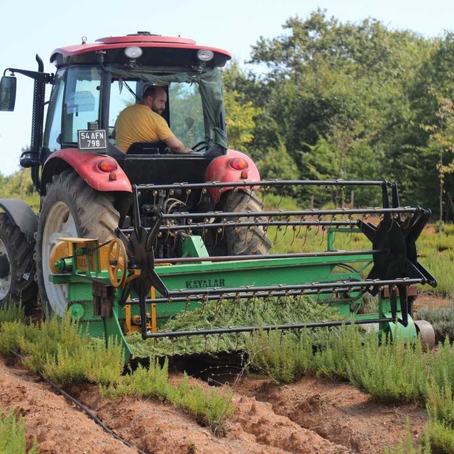 Sakarya Botanik Vadisi'nde üretilen biberiyede yüksek rekolte bekleniyor
