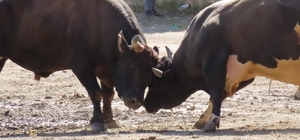 Artvin'de "Sarıgöl Vadisi Muhtarları Boğa Güreşleri Festivali" sona erdi
