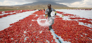 Bitlis'te Süphan Dağı eteklerinde yetiştirilen domatesler kurutularak ihraç...