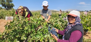 Güneysınır'da üzümler kurutma sergilerine taşınmaya başladı