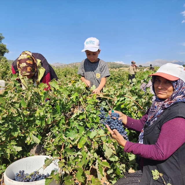 Güneysınır'da üzümler kurutma sergilerine taşınmaya başladı