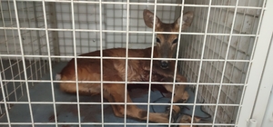 Ordu'da yaralı bulunan karaca tedavi altına alındı